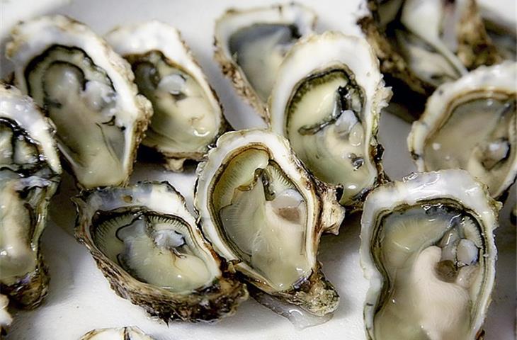 omega oyster
