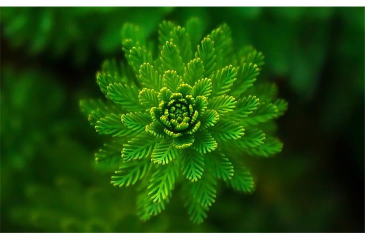 green submariner