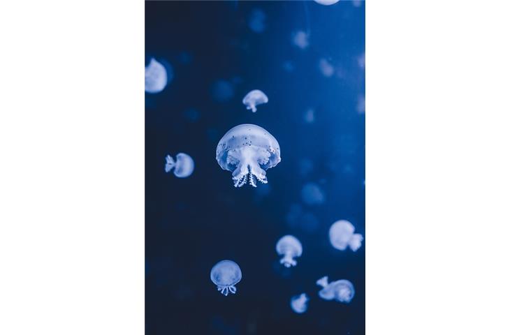 james cameron deep sea dweller