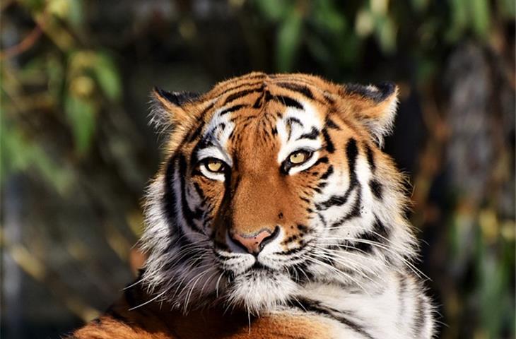 rolex tiger