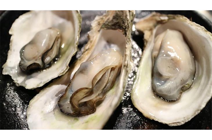2020 oyster perpetual