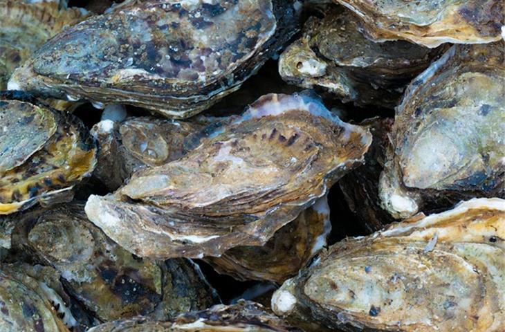 2020 oyster perpetual